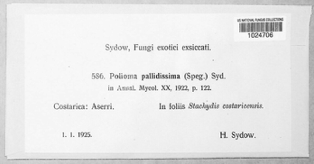 Polioma pallidissima image